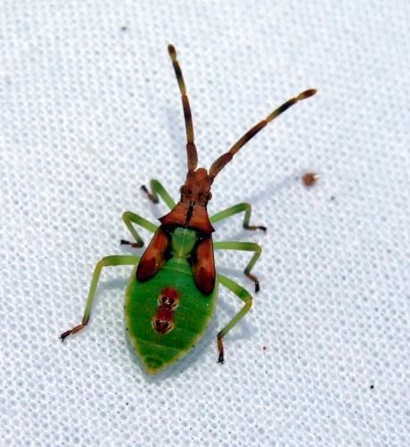 Réf. 37 349 : Gonocerus juniperi