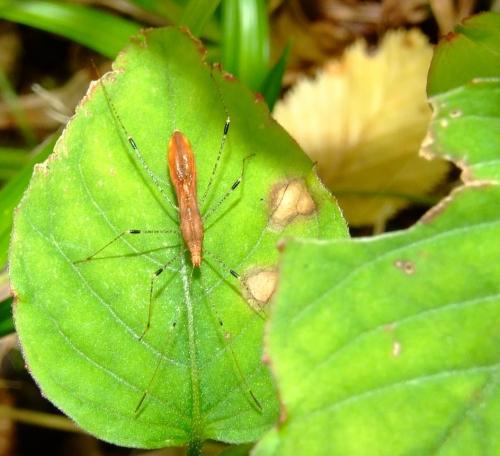 Réf. 37 345 : Metatropis rufescens