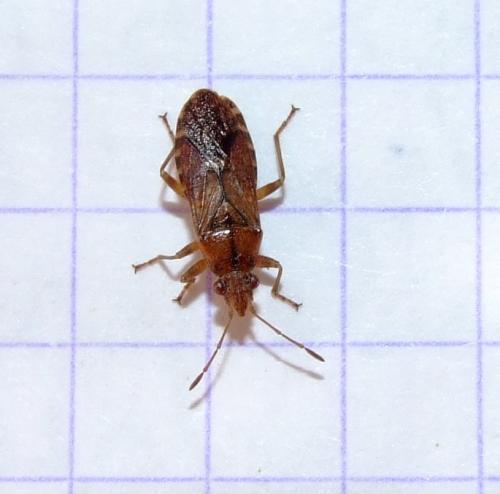 Orsillus depressus