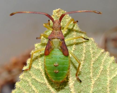 Gonocerus acuteangulatus