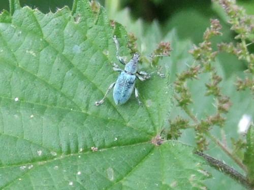Phyllobius pomaceus