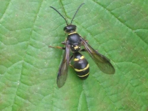 Argogorytes mystaceus