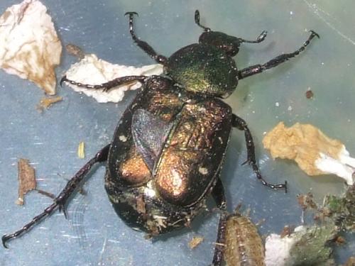 Gnorimus nobilis