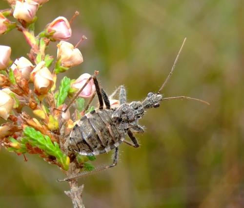 Coranus woodroffei
