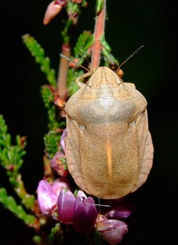 Réf. 37 795 : Eurygaster austriaca
