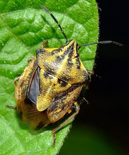 Réf. 37 851 : Carpocoris pudicus