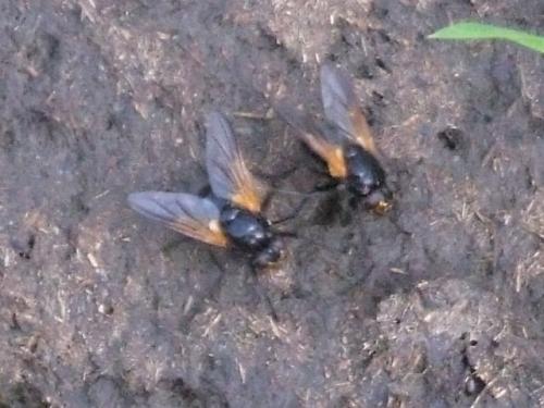 Mesembrina meridiana