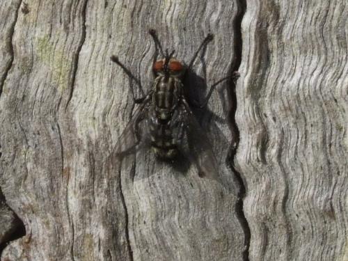 Sarcophaga sp.