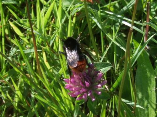 Bombus sp.