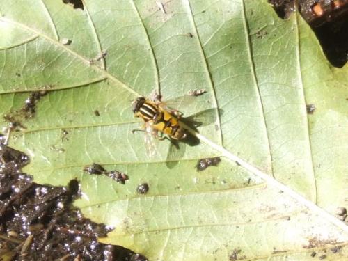 Helophilus pendulus
