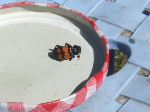 Nicrophorus vespilloides