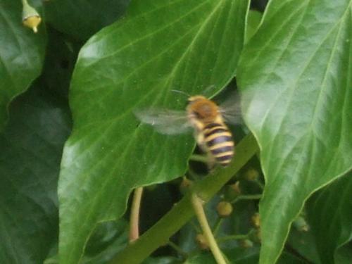Colletes hederae