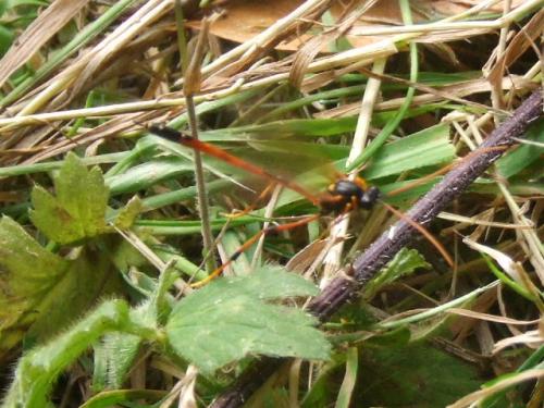 Anomaloninae