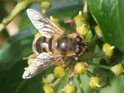 Eristalis tenax