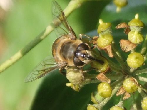 Réf. 37 923 : Eristalis tenax
