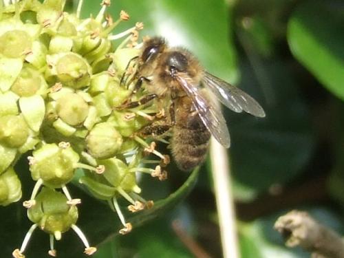 Réf. 37 915 : Apis mellifera