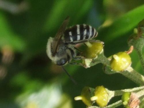 Réf. 37 914 : Colletes hederae