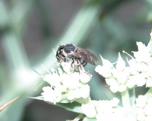 Réf. 37 899 : Nomiapis sp.