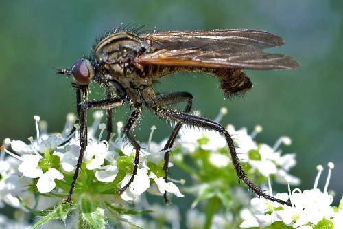Empis tessellata