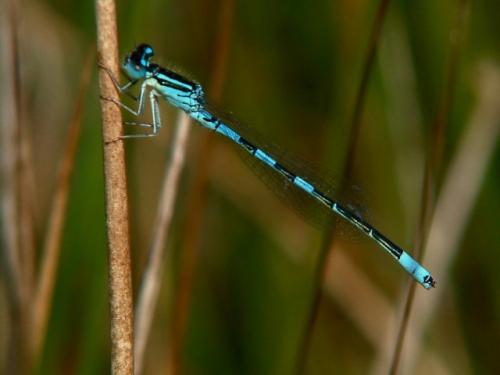 Réf. 37 464 : Coenagrion scitulum