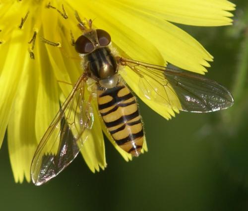 Episyrphus balteatus