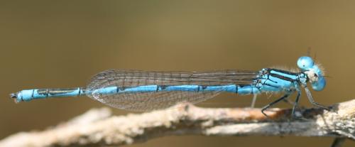 Erythromma lindenii