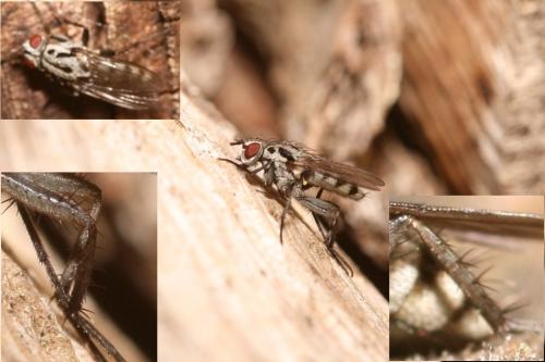 Réf. 37 618 : Eustalomyia hilaris