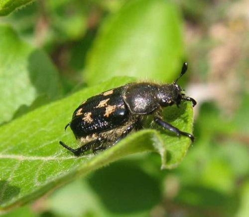 Réf. 37 833 : Exomala succincta
