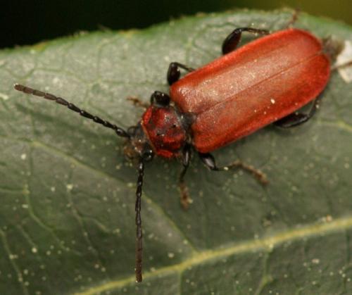 Pyrrhidium sanguineum