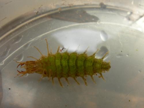 Réf. 37 017 : Hydrochara caraboides
