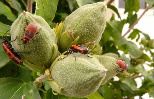 Pyrrhocoris apterus