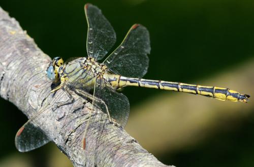 Réf. 37 009 : Gomphus pulchellus