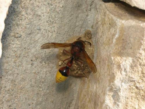 Réf. 37 457 : Delta unguiculatum