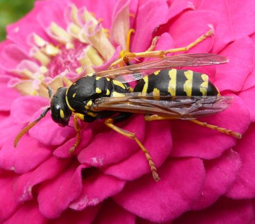 Polistes dominula