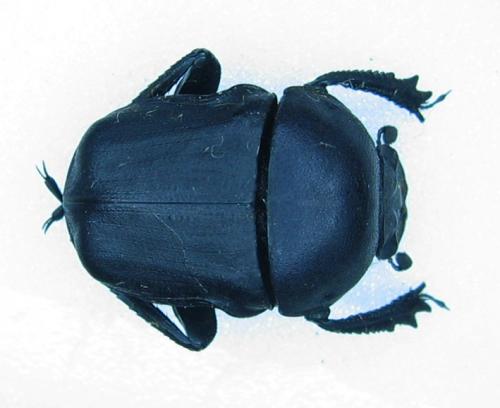 Gymnopleurus mopsus