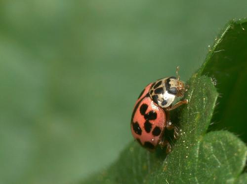 Réf. 37 998 : Oenopia conglobata