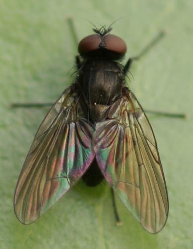 Réf. 37 654 : Hebecnema sp.