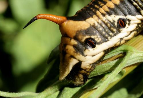 Réf. 37 892 : Agrius convolvuli