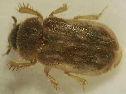 Réf. 37 929 : Heterocerus fenestratus