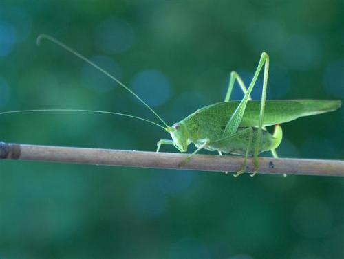 Phaneroptera nana