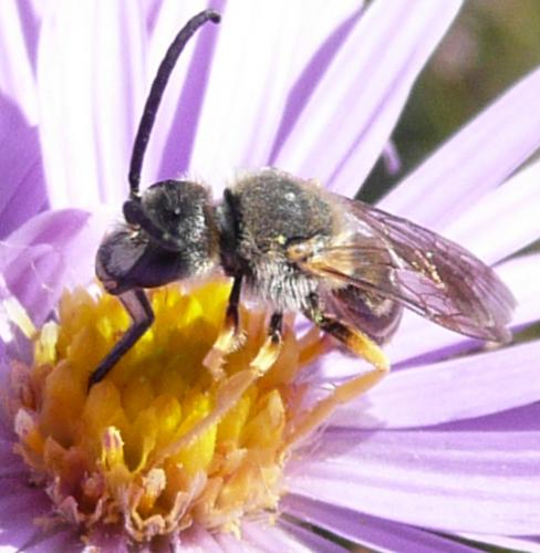 Réf. 37 712 : Halictus scabiosae
