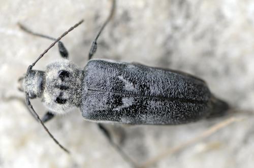 Hylotrupes bajulus
