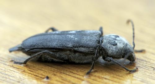Réf. 37 187 : Hylotrupes bajulus
