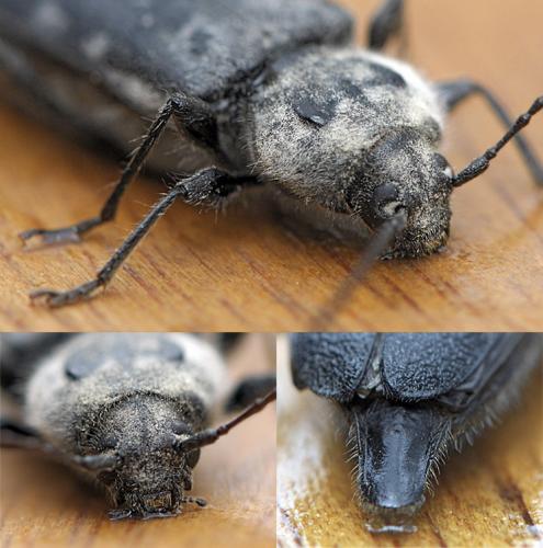 Hylotrupes bajulus