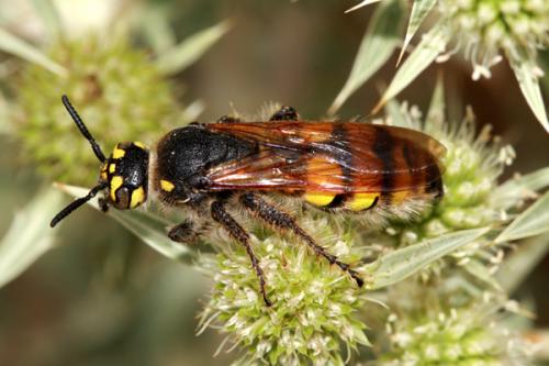 Colpa sexmaculata