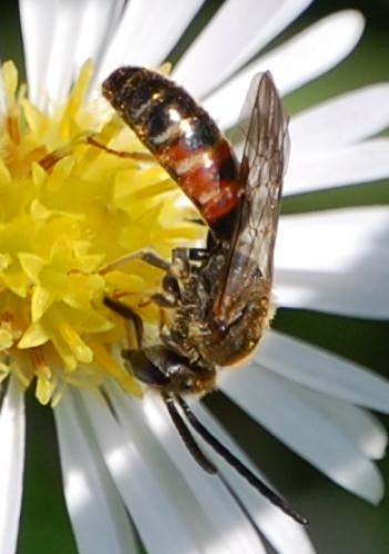 Réf. 37 075 : Lasioglossum calceatum