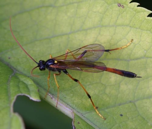Therion circumflexum