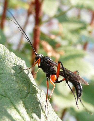 Exetastes calobatus