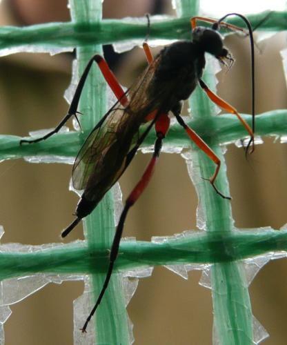 Exetastes calobatus