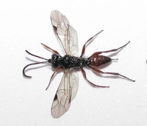 Cryptinae